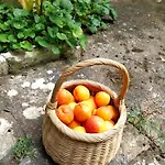 Aricelle Speziali לינה וארוחת בוקר