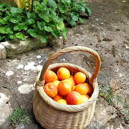 Aricelle Speziali Bed & Breakfast
